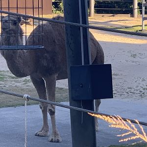 Dromedary (Arabian Camel as Taronga sign-posts them as)