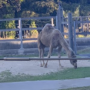 Dromedary