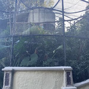 old Moore aviary (unoccupied, possibly plan to keep that way now)