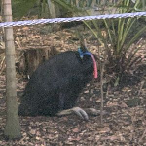 Southern Cassowary