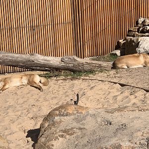 Dingoes (a fairly small exhibit imo)
