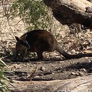Swamp Wallaby in Buru Nura walkthrough