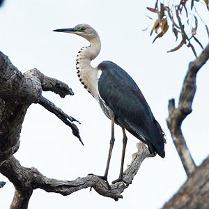 Imm. Pacific heron
