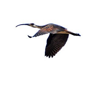 Straw-necked ibis