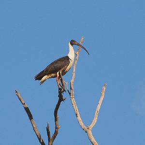 Straw-necked ibis 1