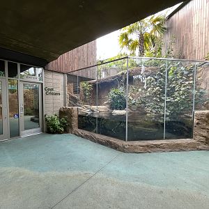 Cuvier’s Dwarf Caiman Exhibit