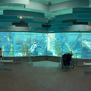 African Penguin Exhibit - world class