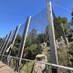 Andean Condor Aviary
