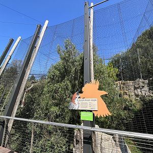 Ornate Hawk-Eagle Aviary