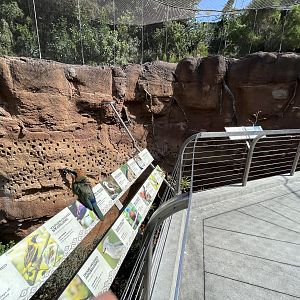 Acacia Woodland Aviary (30 species)