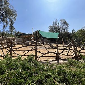 Eland/Grevy’s Zebra/Slender-horned Gazelle Exhibit