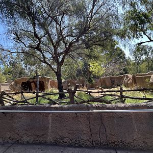 Gerenuk Exhibit