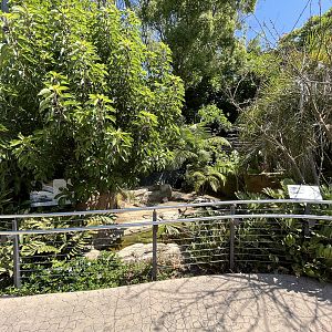 Chinese Alligator Exhibit