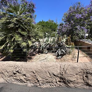 Jamaican Iguana Exhibit