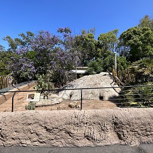 Sunbathing Grand Cayman Iguana
