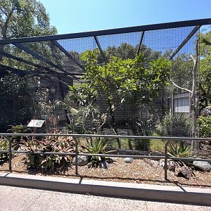 Trumpeter Hornbill Aviary