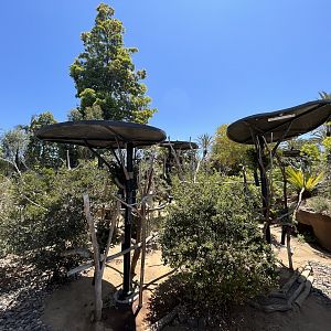 Koalas are everywhere!