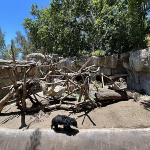 Sloth Bear Exhibit