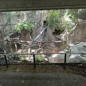 Fishing Cat Exhibit - empty
