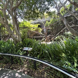 Lion-tailed Macaque Exhibit