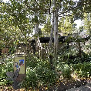 Strangler Fig - weighs 440,000 pounds!