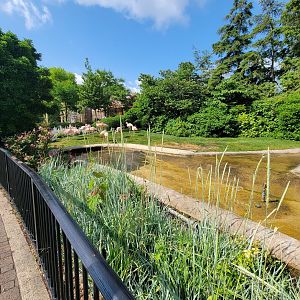 Cleveland Zoo - Chilean flamingo and bar-headed goose