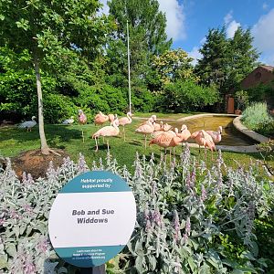 Cleveland Zoo - Chilean flamingo and bar-headed goose