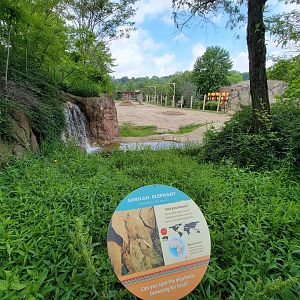 Cleveland Zoo - African elephants
