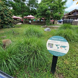 Cleveland Zoo - Egyptian goose, food court in background