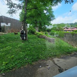 Cleveland Zoo - Lions