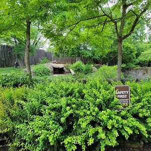 Cleveland Zoo - Lions