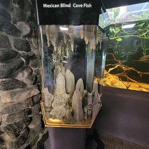Cleveland Zoo - PCA, Mexican blind cave fish