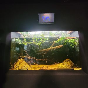 Cleveland Zoo - PCA, Electric eel