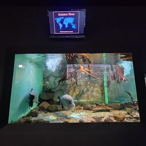 Cleveland Zoo - PCA, Amazon river tank