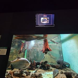 Cleveland Zoo - PCA, Amazon river tank