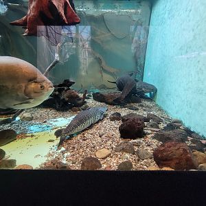 Cleveland Zoo - PCA, Amazon river tank