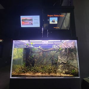 Cleveland Zoo - PCA, fish tank