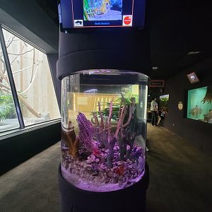 Cleveland Zoo - PCA, Lined seahorses