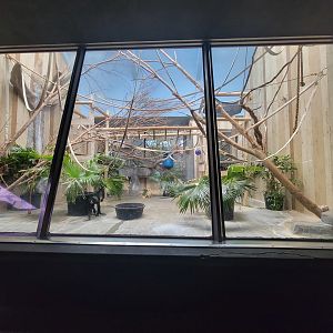 Cleveland Zoo - PCA, Robust black spider monkey, Ateles fusciceps robustus