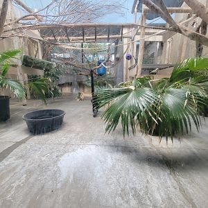 Cleveland Zoo - PCA, Robust black spider monkey, Ateles fusciceps robustus