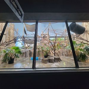 Cleveland Zoo - PCA, Mueller's gibbon