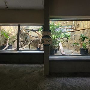 Cleveland Zoo - PCA, Red ruffed lemurs