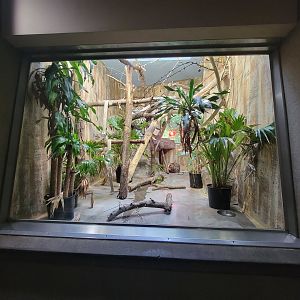 Cleveland Zoo - PCA, Ring-tailed lemurs