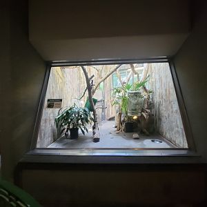 Cleveland Zoo - PCA, Mongoose lemur