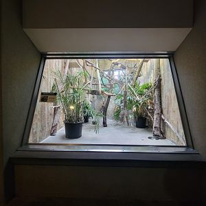 Cleveland Zoo - PCA, Mongoose lemur