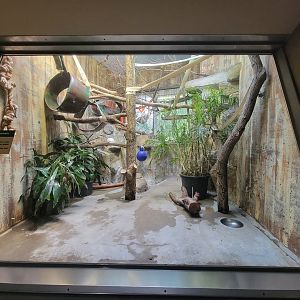 Cleveland Zoo - PCA, Crowned lemur