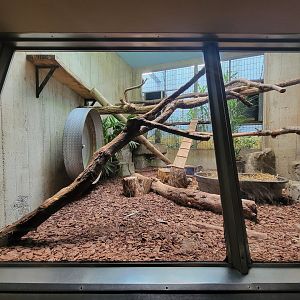 Cleveland Zoo - PCA, Fossa exhibit #2, looks the same as #1