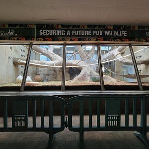 Cleveland Zoo - PCA, Western lowland gorillas