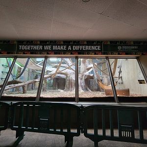 Cleveland Zoo - PCA, Western lowland gorillas