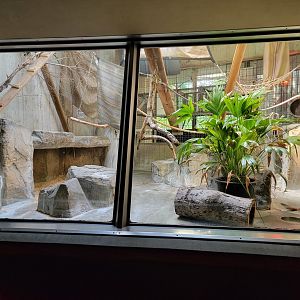 Cleveland Zoo - PCA, Allen's swamp monkey